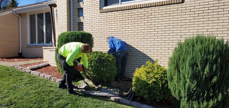 Hedge trimming