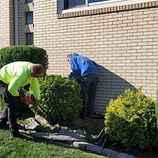 Hedge trimming